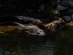 Five people survive being trapped on top of crashed plane surrounded by alligators