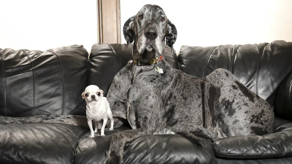 World's tallest and smallest dogs enjoy a playdate