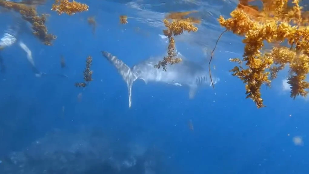 Perth Now exclusiveScary Tiger shark video: WA woman gets pulled 10m underwater