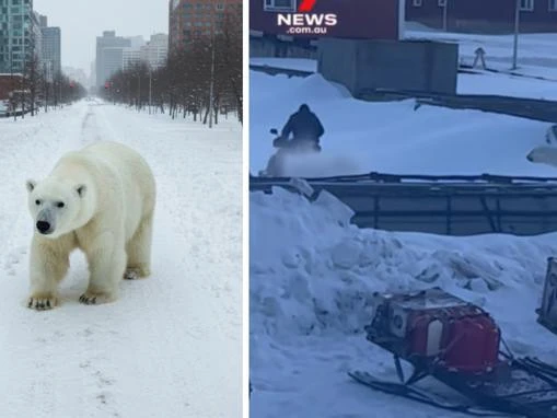 Man sprints for his life as Polar Bear chases him
