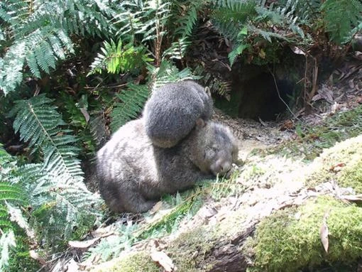 Wombat AI: software deployed to track native animals