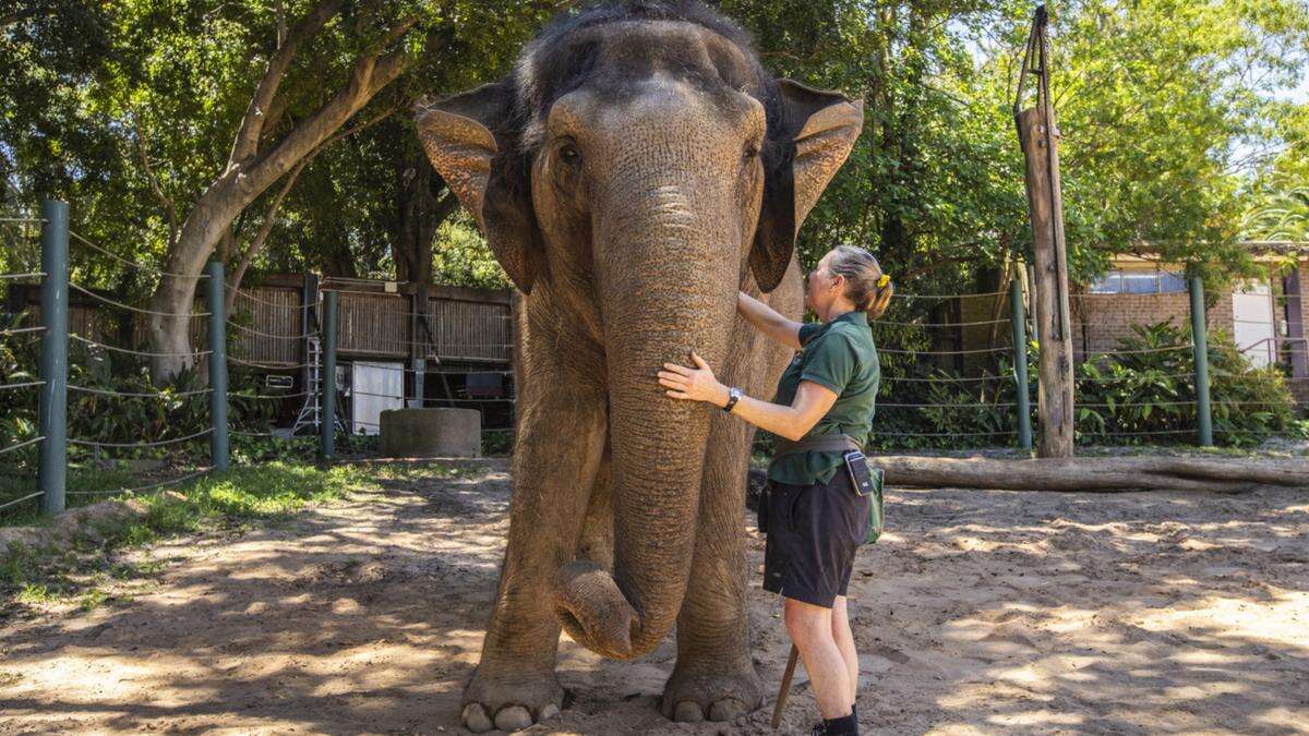 Perth Now exclusivePerth Zoo’s female elephant Permai to leave city next month