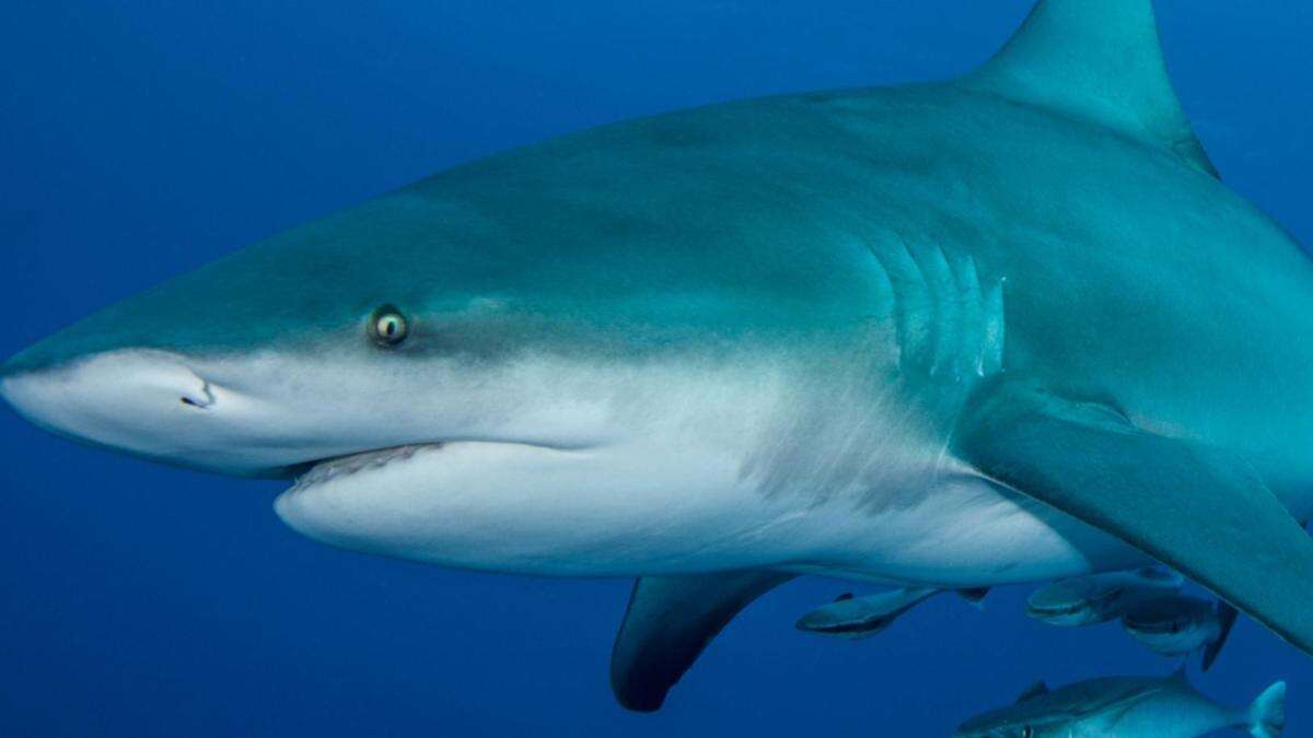 Bull shark spotted in popular river