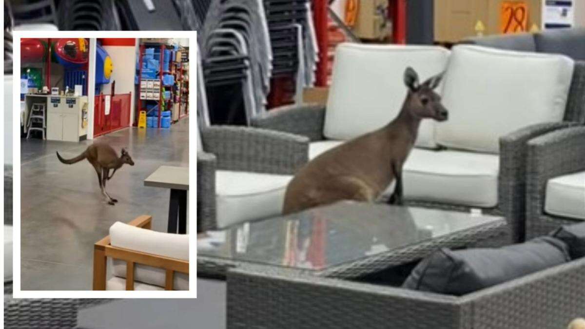 Could it get more Aussie? Roo hops into WA Bunnings