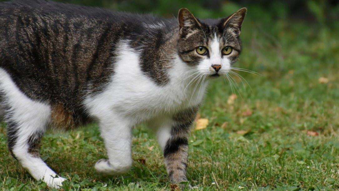 Pet owners to be slapped with fines for wandering cats