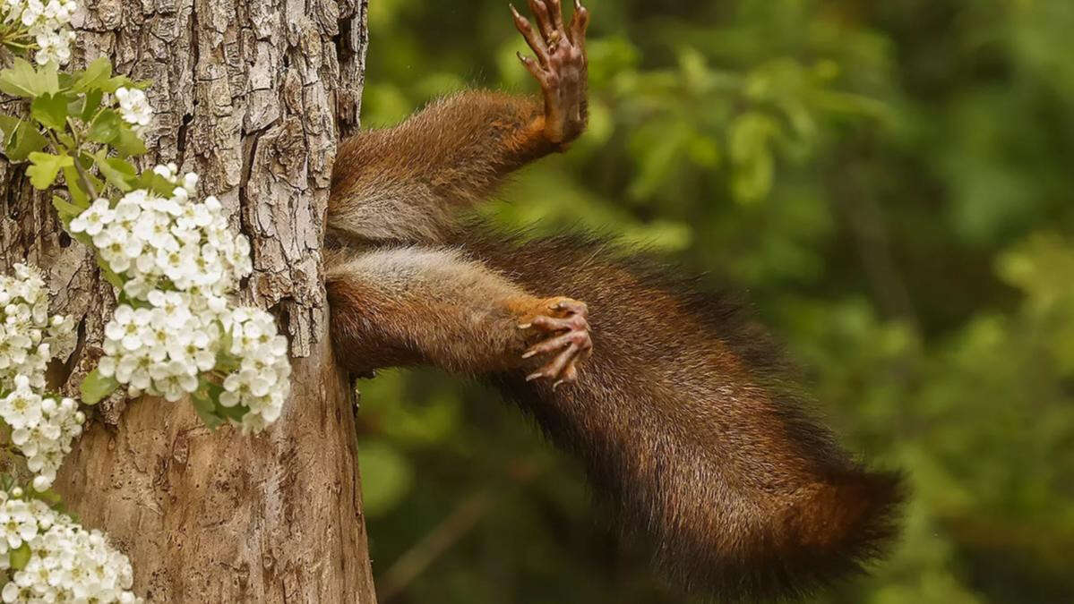 PICTURED: The winners of the Comedy Wildlife Awards