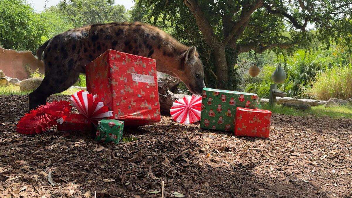 Happy zoo-mas as animal residents get early Christmas gifts