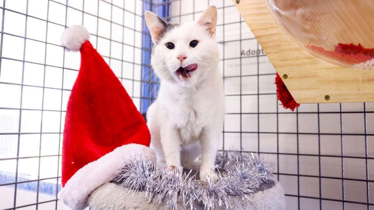 12 Strays of Christmas