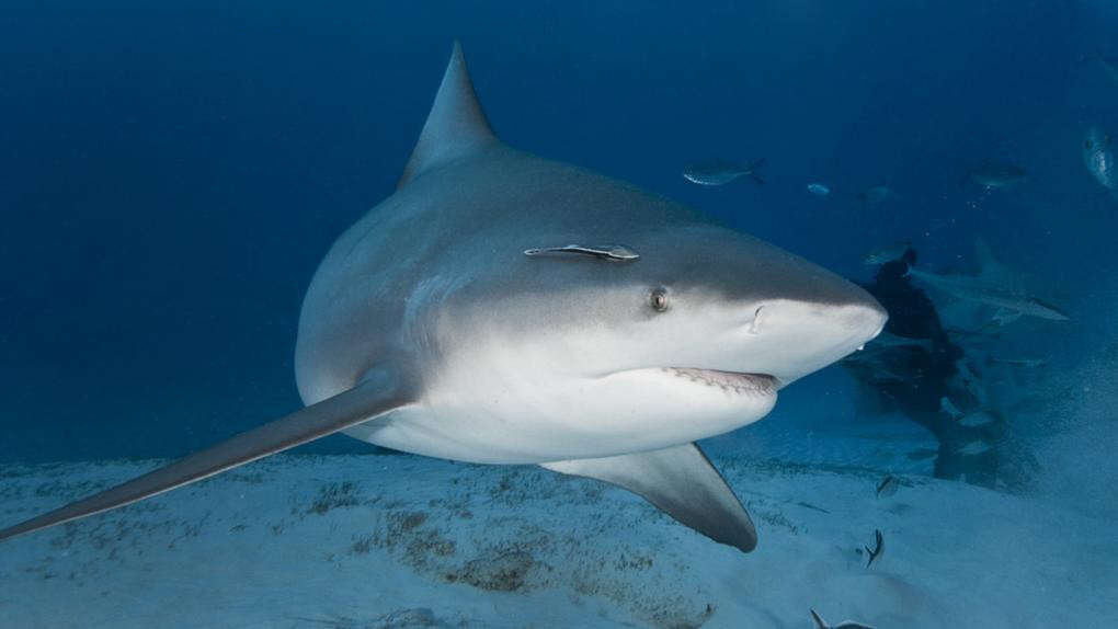 breakingBull shark roaming Swan River puts water users on high alert