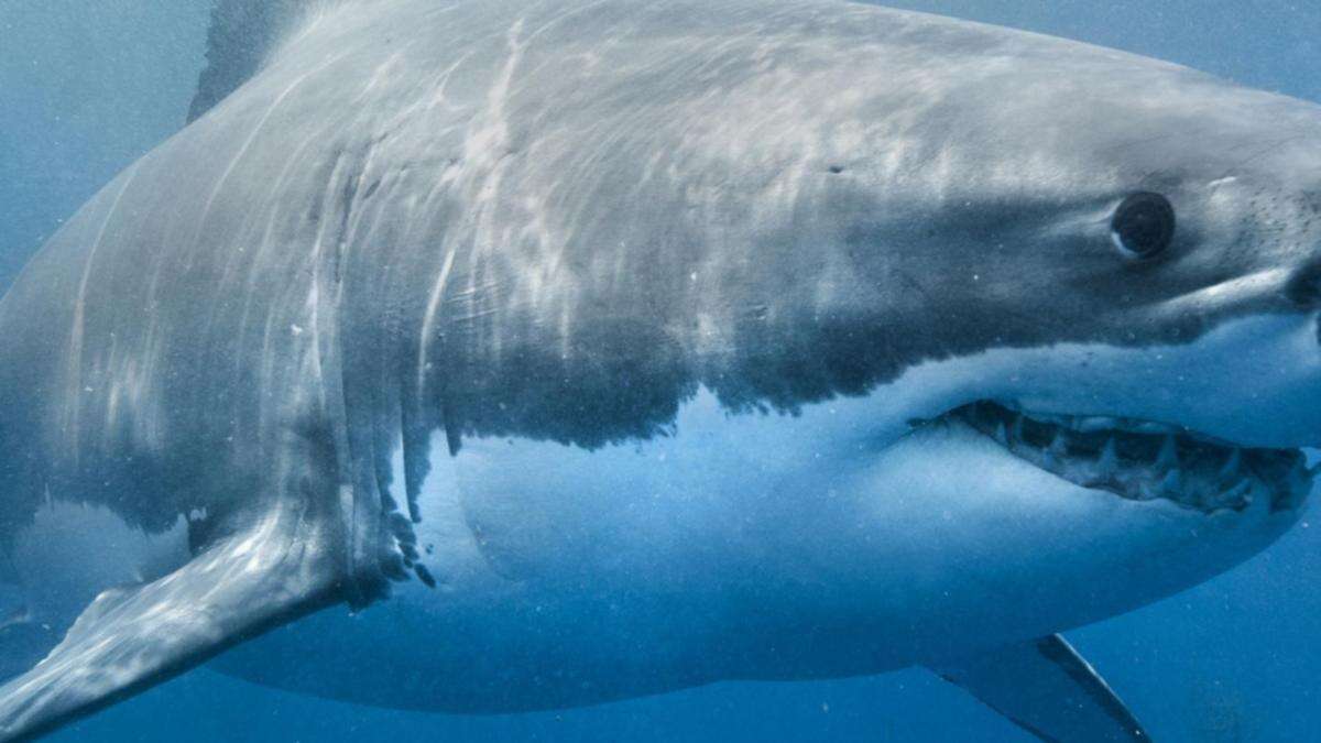 Woman bitten by shark off east coast