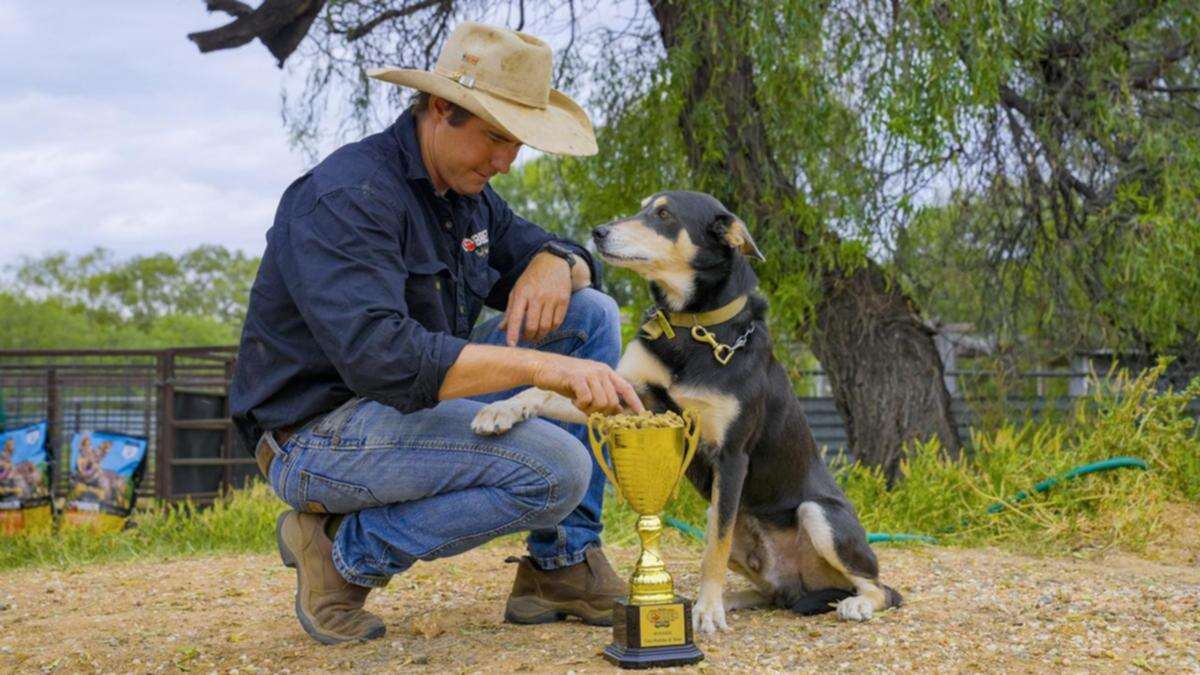 Last pick of the litter, Bear the kelpie is now top dog