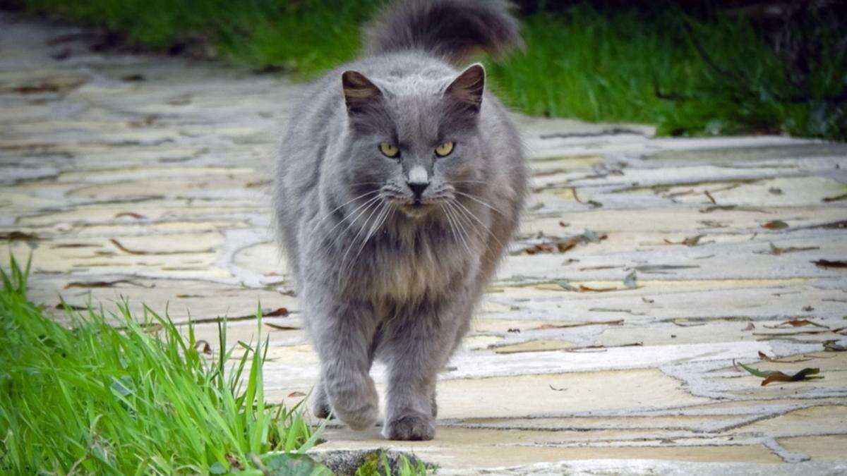 Perth council bans cats from roaming the streets (again!)