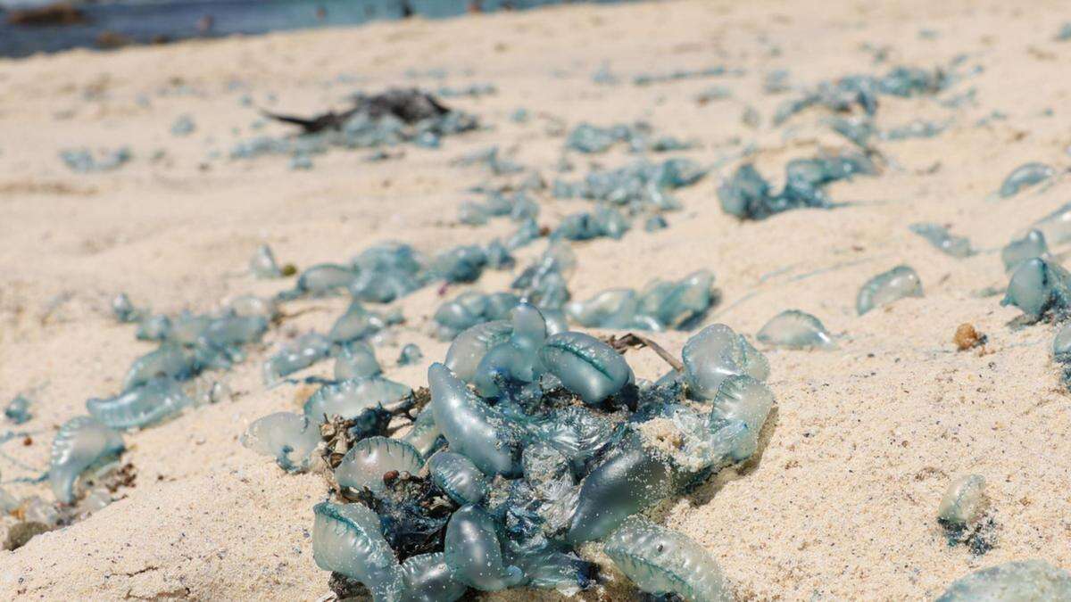 Jellyfish ‘invasion’ hits major city beach