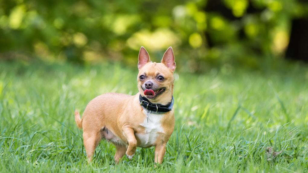 City slams unsafe dog owners after chihuahua mauled to death