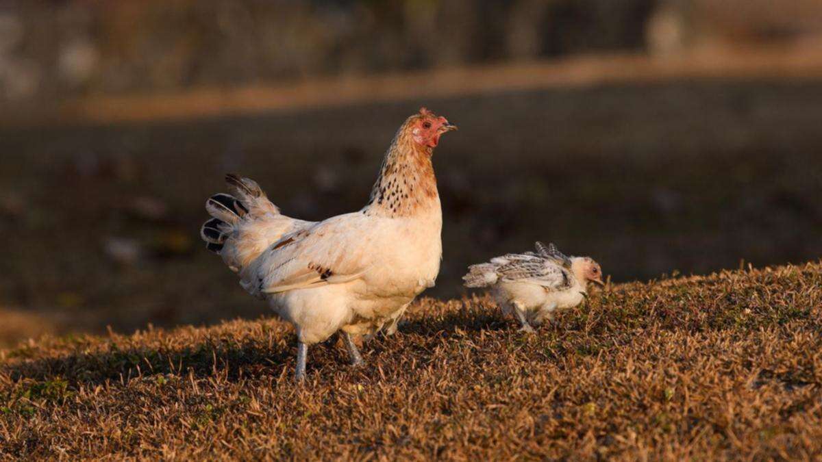 Bird's the word as agriculture ministers tackle flu