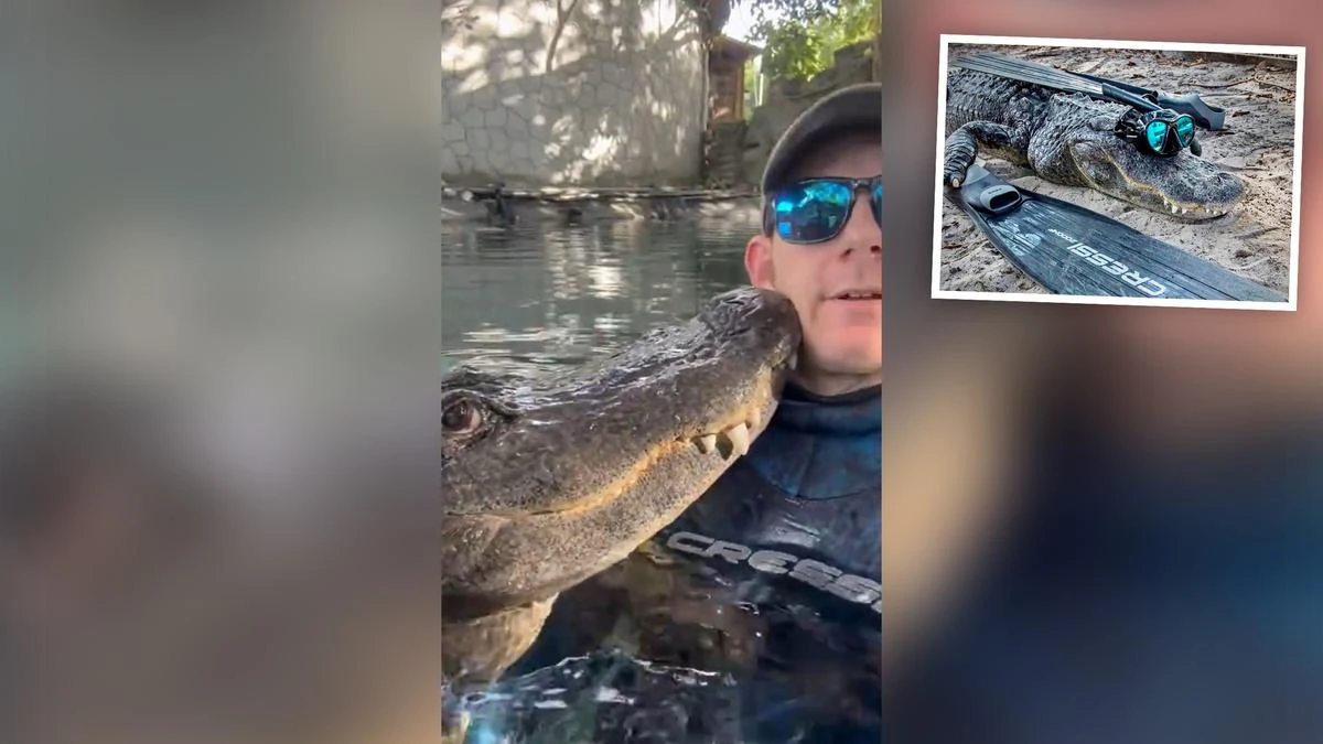‘Steve Irwin vibes’: Gator handler takes internet by storm