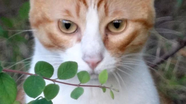 Cats love to play fetch on their own terms