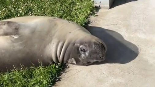 Huge seal goes viral after being discovered in local’s yard
