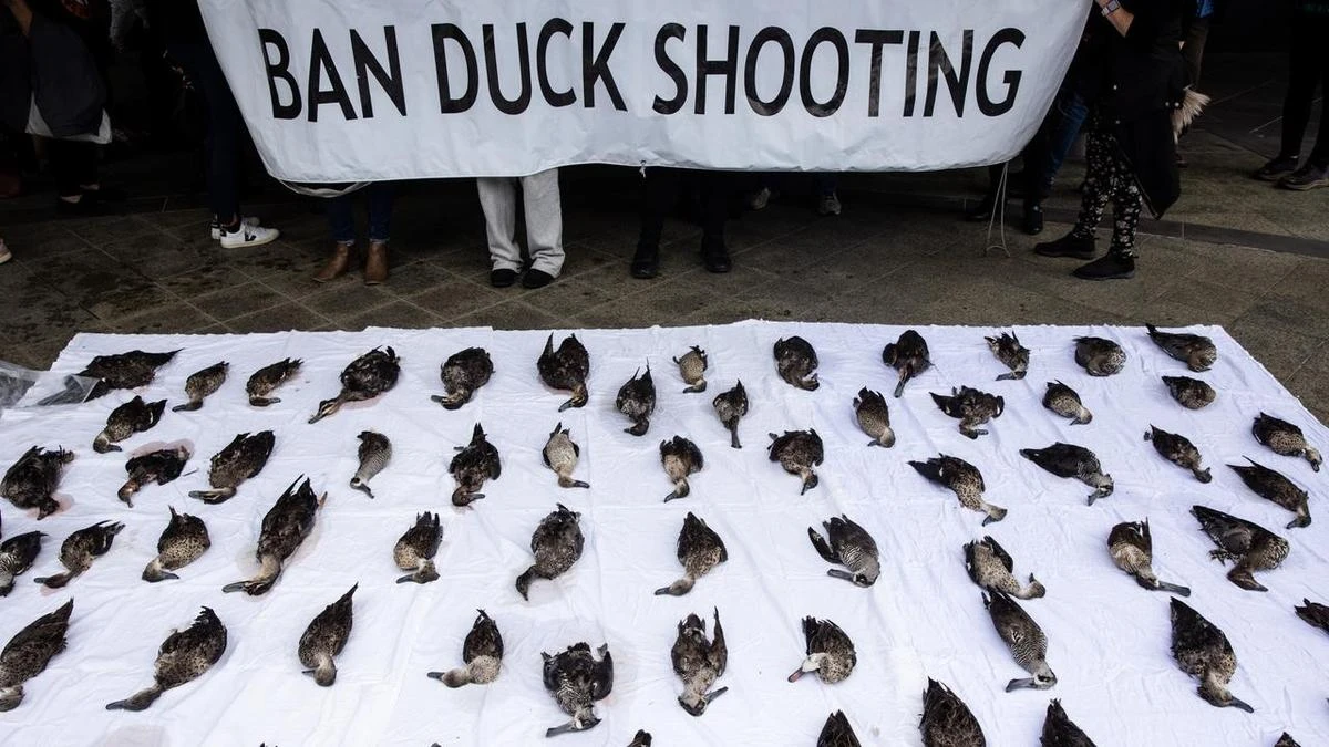 Opponents shoot down duck hunting report as 'failure'