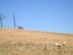 Rural Australians dying earlier, from avoidable illness