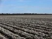 Farmer's land clearing Kyoto case turfed
