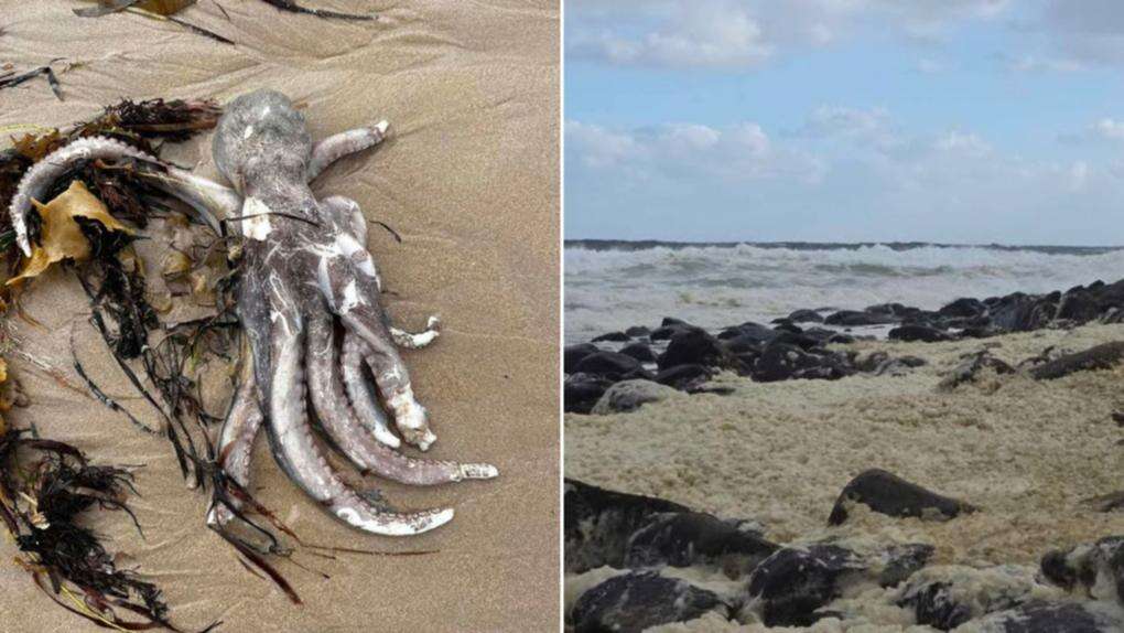 Surfers fall ill at same beach where dead sealife found washed ashore