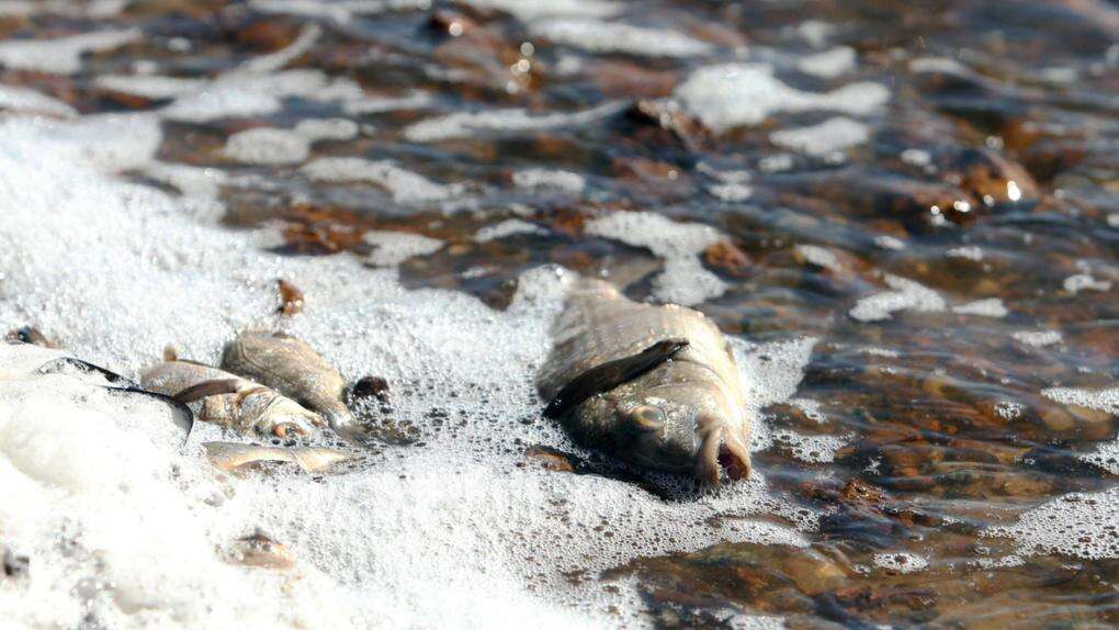 Thousands of dead fish wash up on popular WA beaches