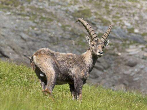 Goats outsmart sheep and alpacas