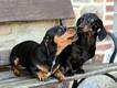 Woman found dead and partially eaten by her sausage dogs