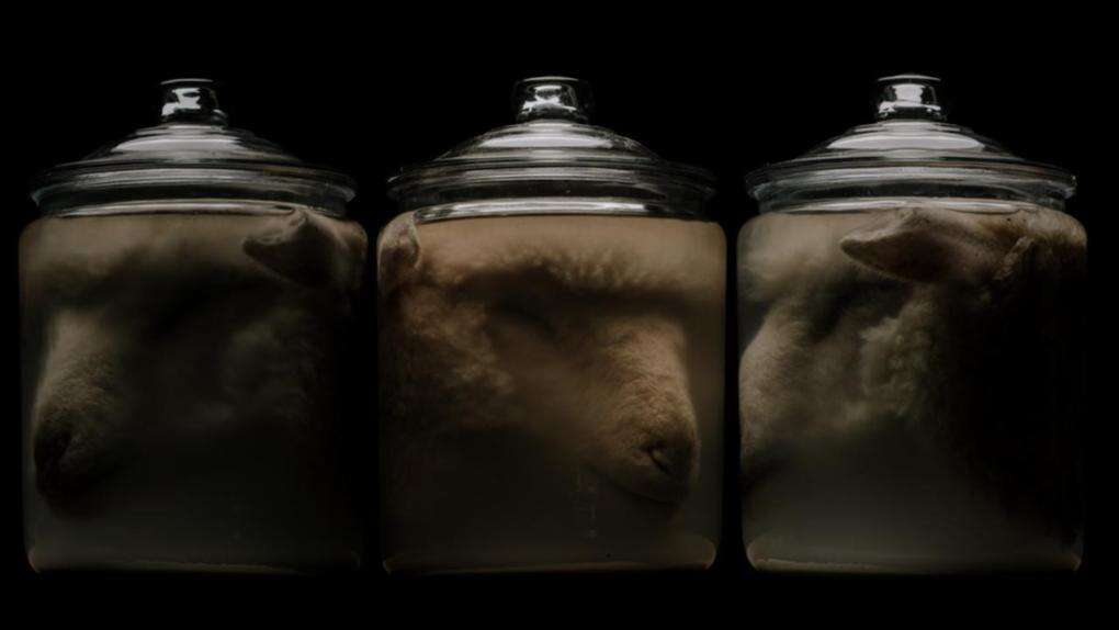 Heads in jars used to examine cultural theft, legacy