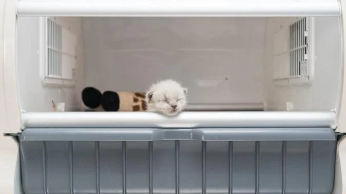 Cat Haven planned power outage pleas ‘fall on deaf ears’