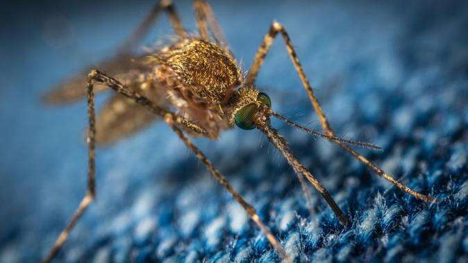 Man dies from horror mozzie virus