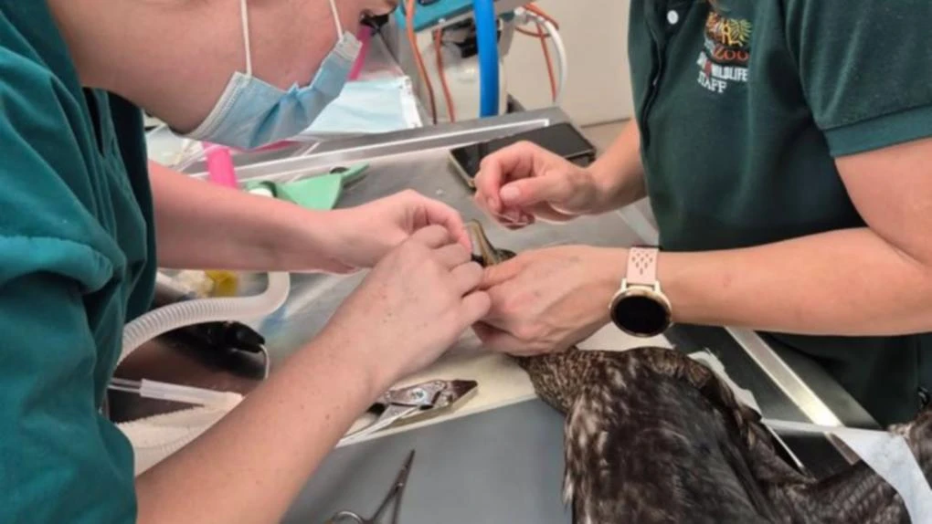 Perth Zoo’s warning after starving bird had to be put down