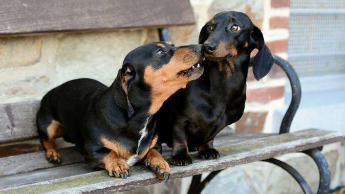 Woman found dead and partially eaten by her sausage dogs