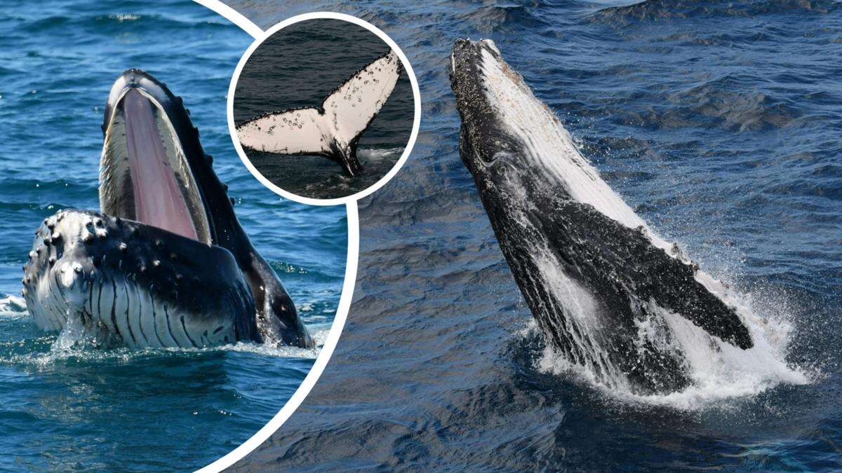 Incredible whale watching season in WA ‘one of our best yet’