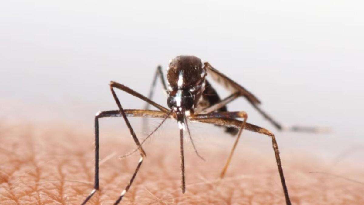 State’s urgent warning over deadly virus