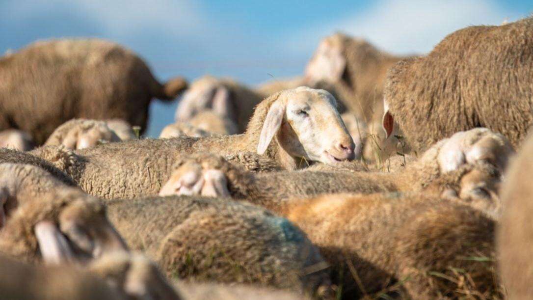 Cops on hunt for sheep duffer who stole 50 animals from farm