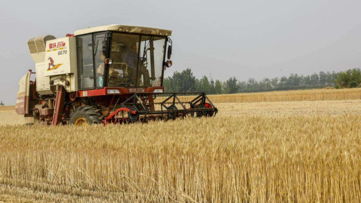 China approves GM crops to boost yields, food security