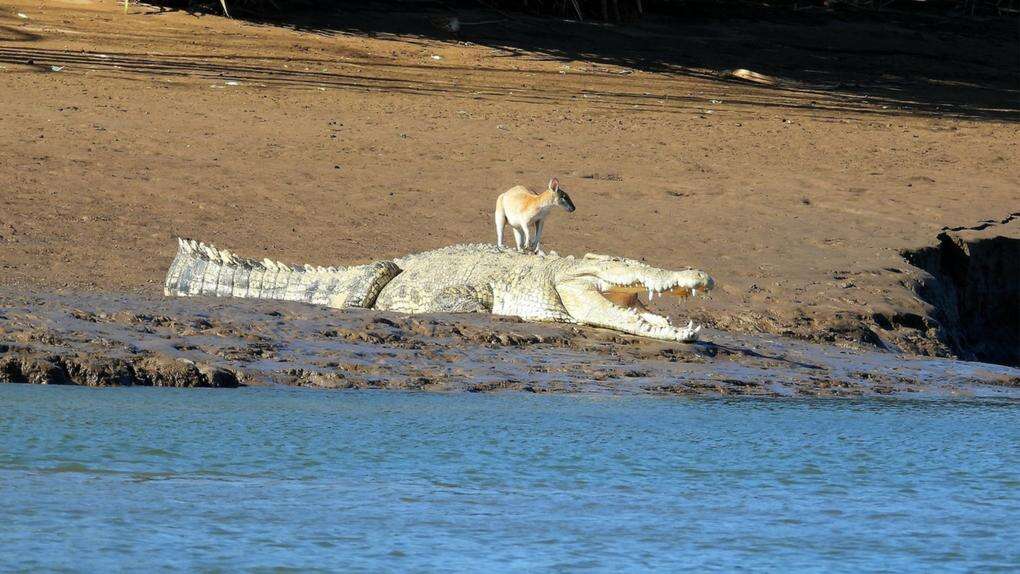 Wallaby taunts crocodile in death-defying act on river bank