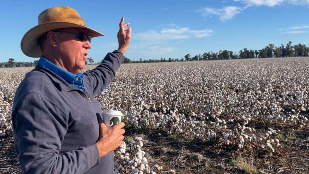 Cottoning on to how sustainability is helping growers