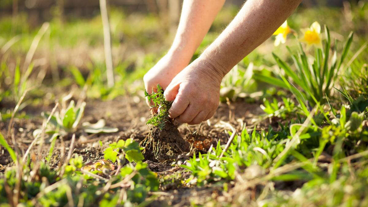 How to save your garden from the cruelty of winter