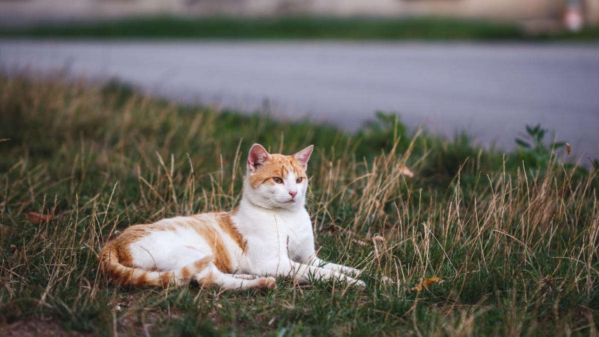 I didn’t stop when I ran over a cat. Is that really awful?