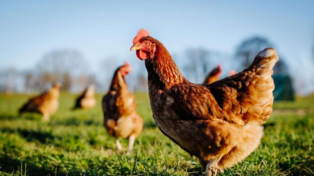 Dire update in state’s bird flu crisis