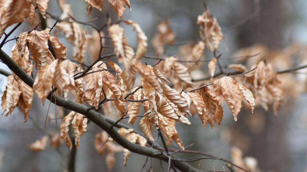 UWA call for public to help identify drought-stricken trees