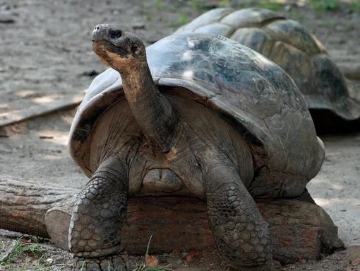 Giant tortoises become parents for first time aged 100