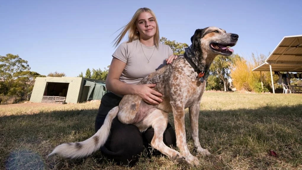 Canine crew’s heroic effort to save missing, injured pet dog