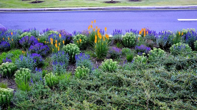 How to create a waterwise verge garden