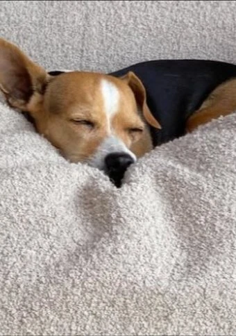 Ellen DeGeneres and Portia de Rossi mourning death of beloved rescue dog