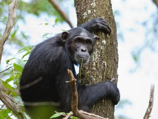 Chimpanzees use leaves to wipe bottoms
