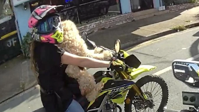 Cop left speechless after shocking discovery on road